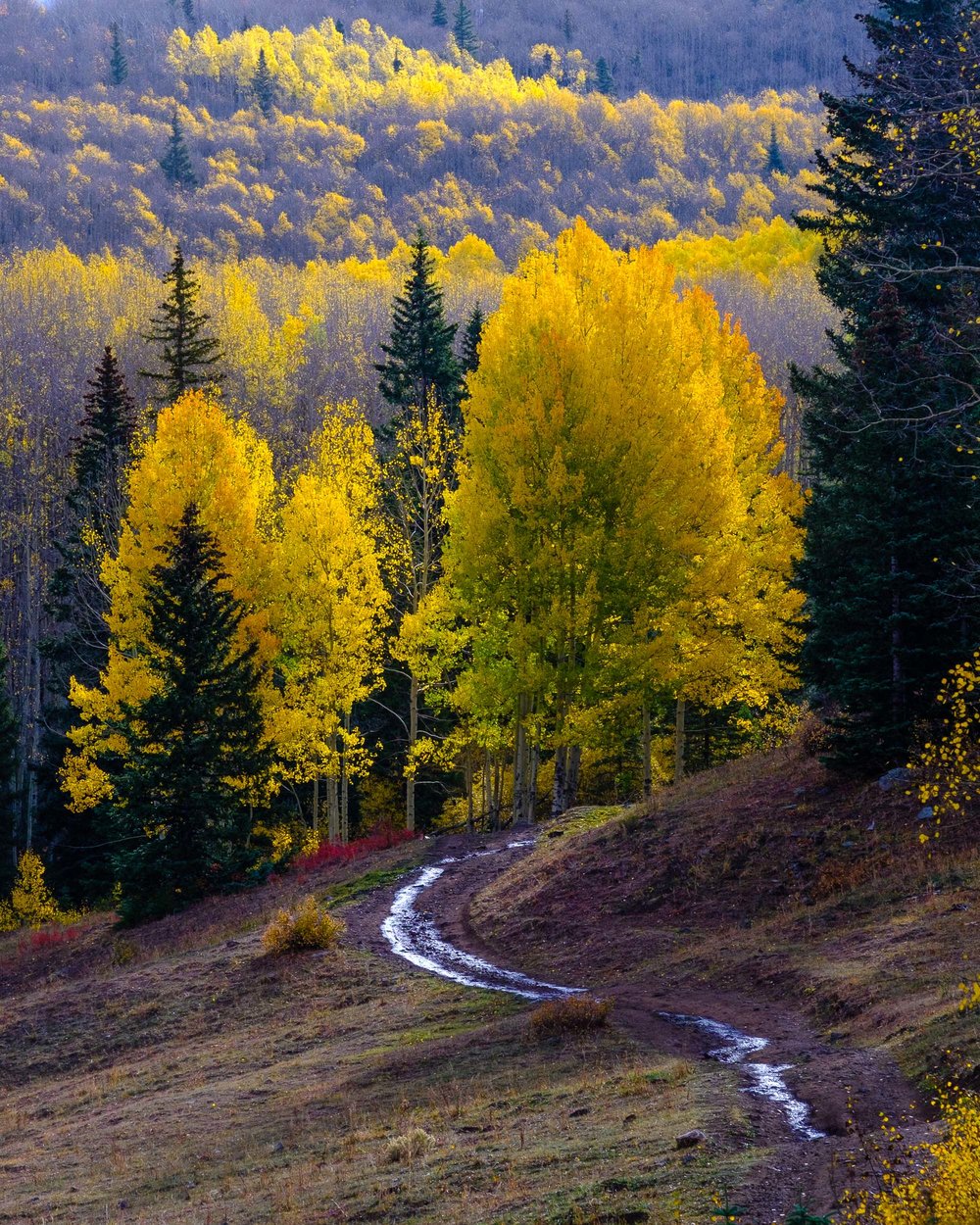  Sunshine highlights the aspens trees along a back country road in the Uncompahgre National Forest - Fuji XT2, XF 50-140mm f/2.8 @ 115mm 