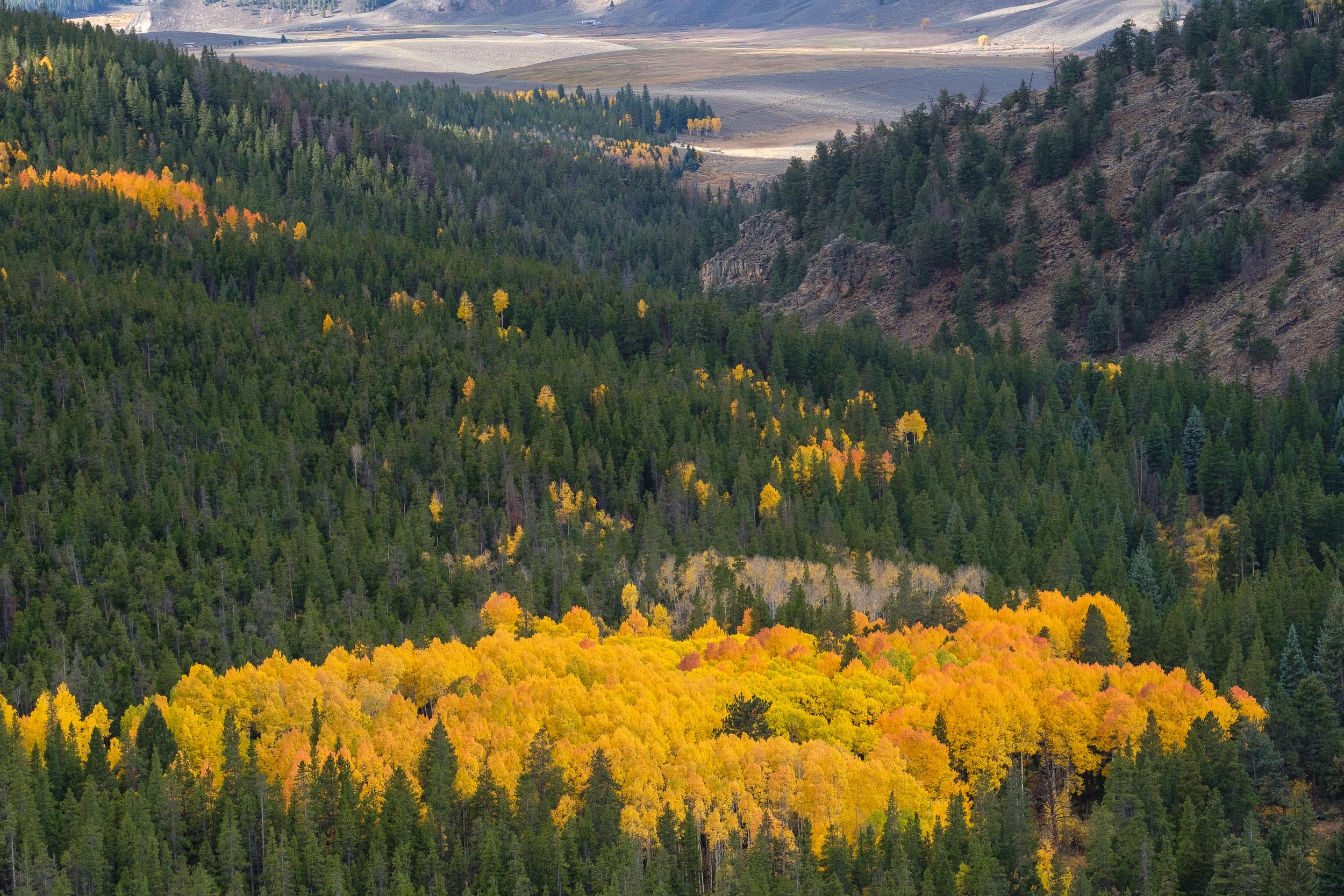  A Canopy of aspens along the Monarch Valley - Fuji XT2, XF 50-140mm f/2.8 @ 66mm 