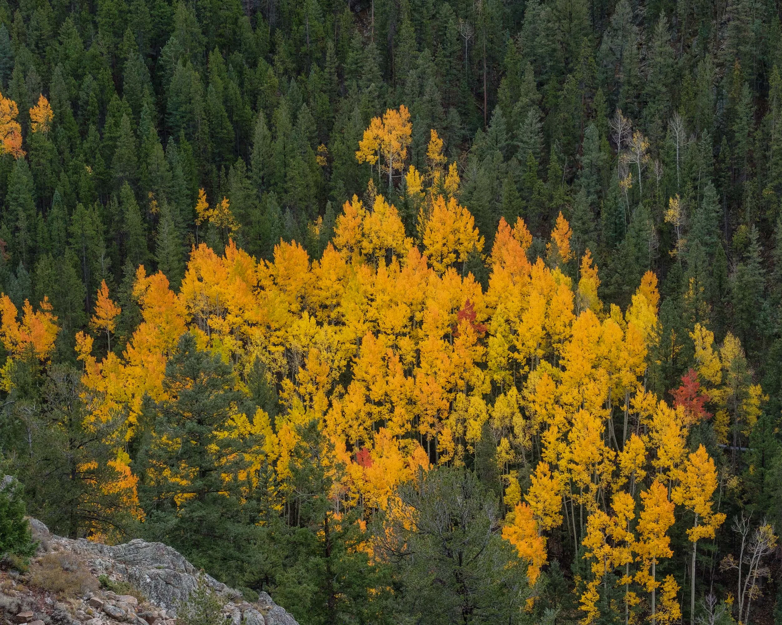 A Canopy of aspens along the Monarch Valley - Fuji XT2, XF 50-140mm f/2.8 @ 50mm