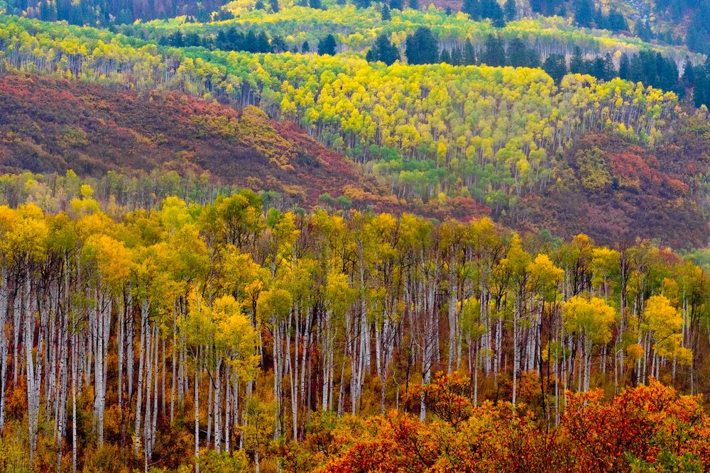  Brilliant West Elk Colors along the Kebler Pass Road near Paonia, Colorado - Fuji XT2, XF 50-140mm f/2.8 @ 77.3mm 