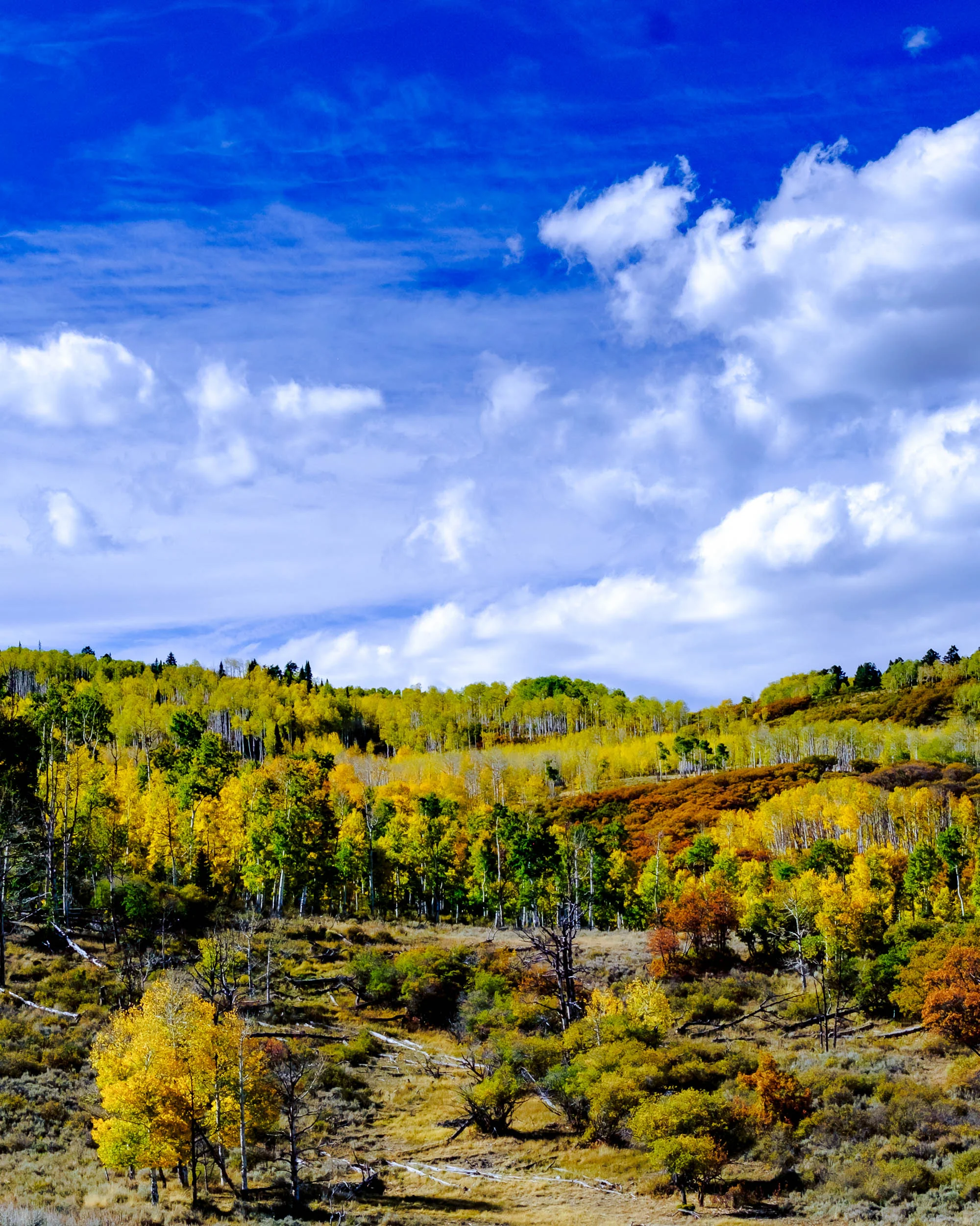 Colors along the Cimmaron Road - Fuji XT2, XF 50-140mm f/2.8 @50mm