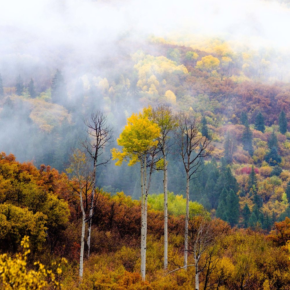  Lone aspen tree stands out amongst the fog along Kebler Pass Road in the West Elk Mountains - Fuji XT2, XF 50-140mm f/2.8 @ 134.4mm 