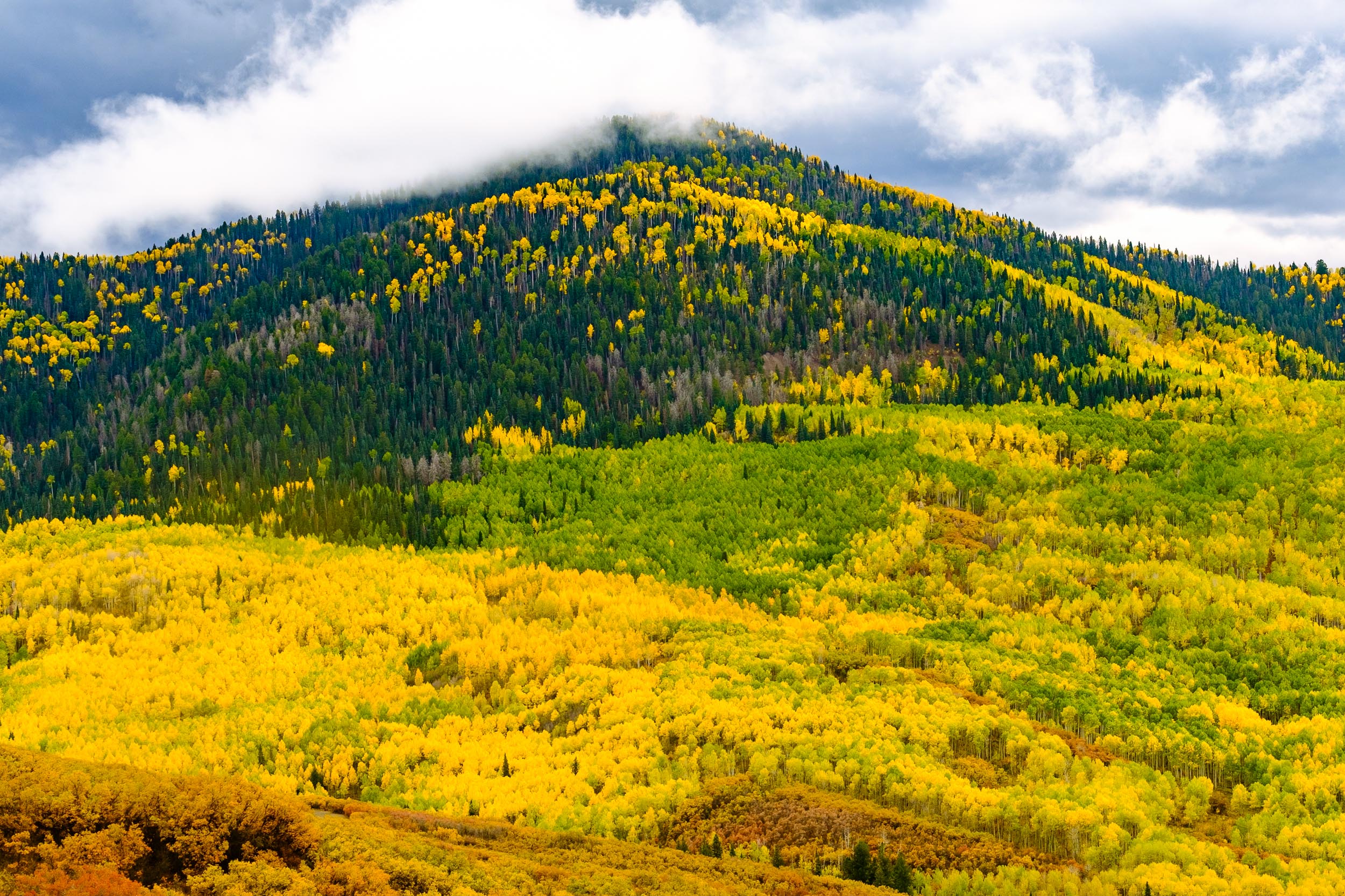  Fall Colors along Owl Creek Pass in the Uncompahgre National Forest - Fuji XT2, XF 50-140mm f/2.8 @ 54.1mm 