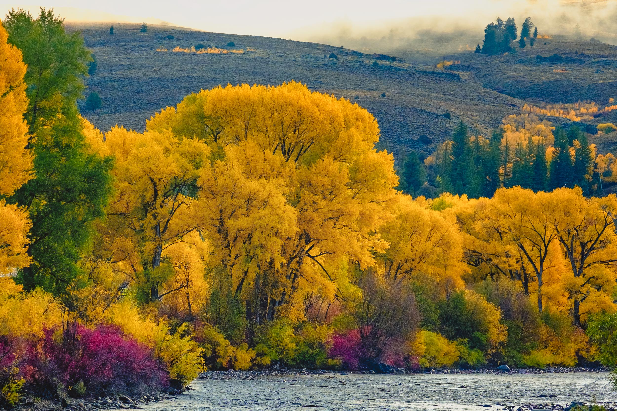  Cottonwoods and brush oak along the Gunnison River during the fall season in Colorado - Fuji XT2, XF 50-140mm f/2.8 @ 110.6mm 