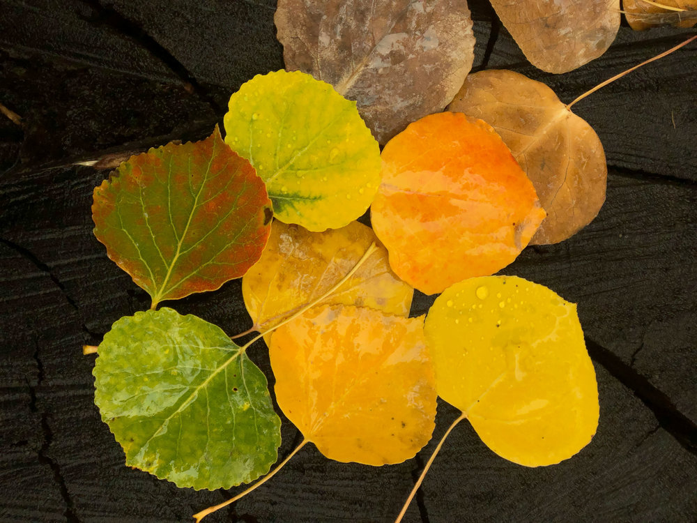  The various colors of aspen leaves - iPhone 8 Plus 