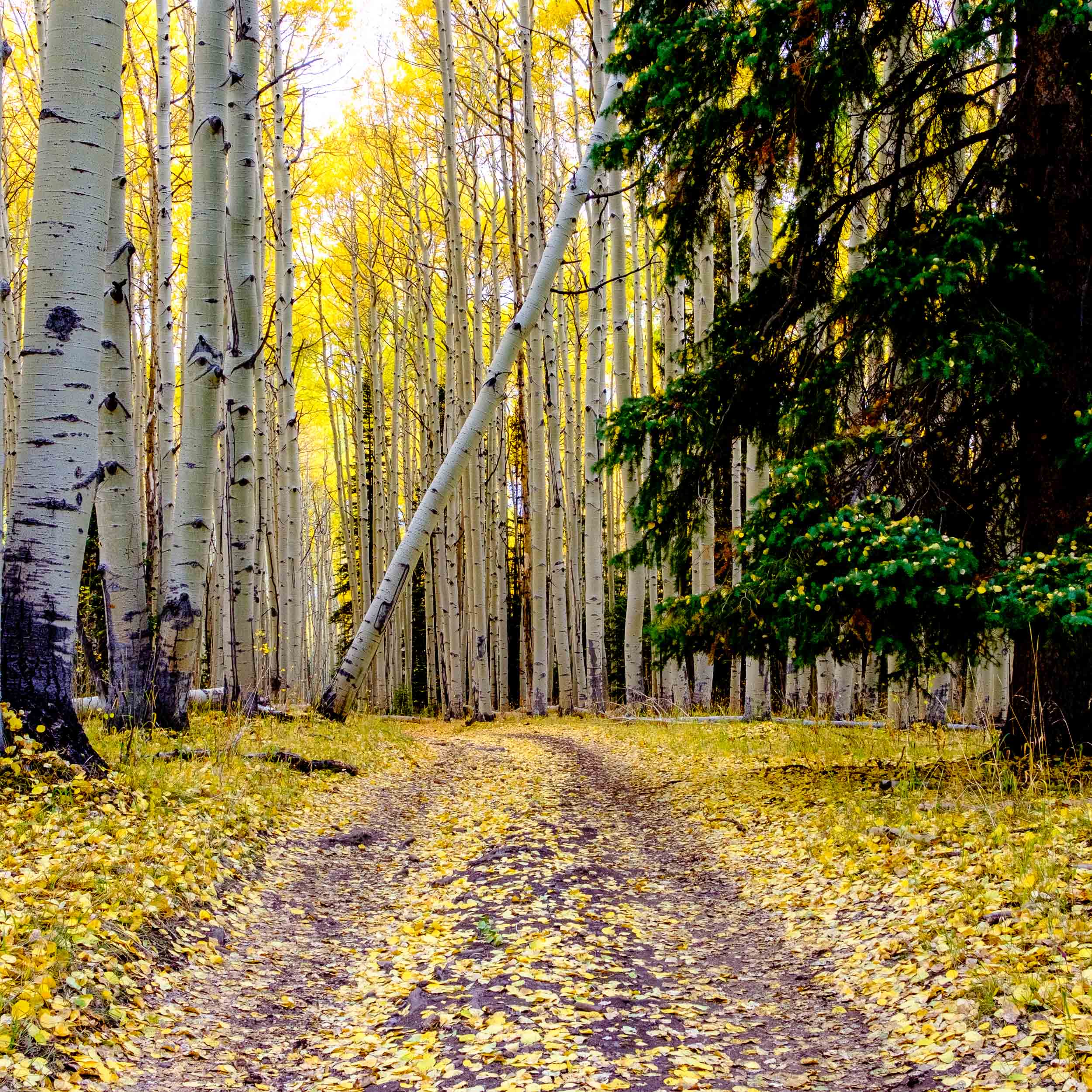  Fall aspen leaves line a remote trail through the Uncompahgre National Forest - Fuji XT2, XF 23mm f/2 WR 