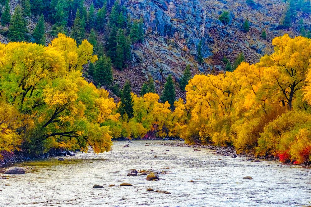  Fall colors along the Gunnison River - Fuji XT2, XF 50-140mm f/2.8 @ 80.4mm 
