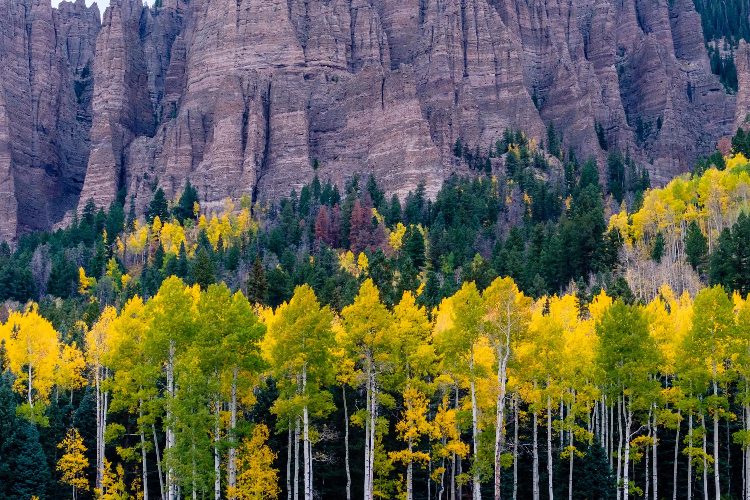 The layers of trees leading up to the Cimmaron Mountain Range - Fuji XT2, XF 50-140mm f/2.8 @ 50mm