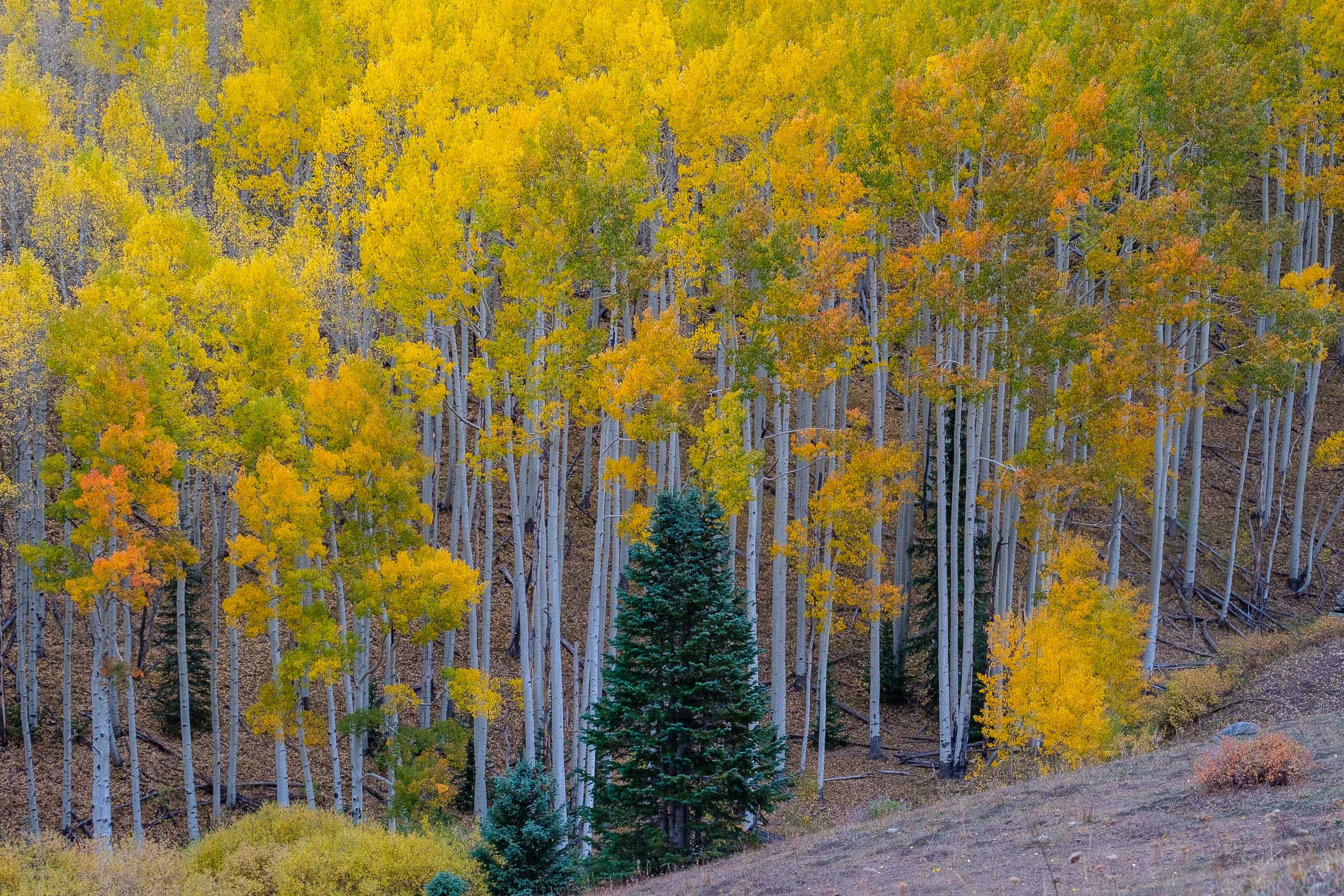  Lone Pine trees among the aspens - Fuji XT2, XF 50-140mm f/2.8 @ 71.5mm 