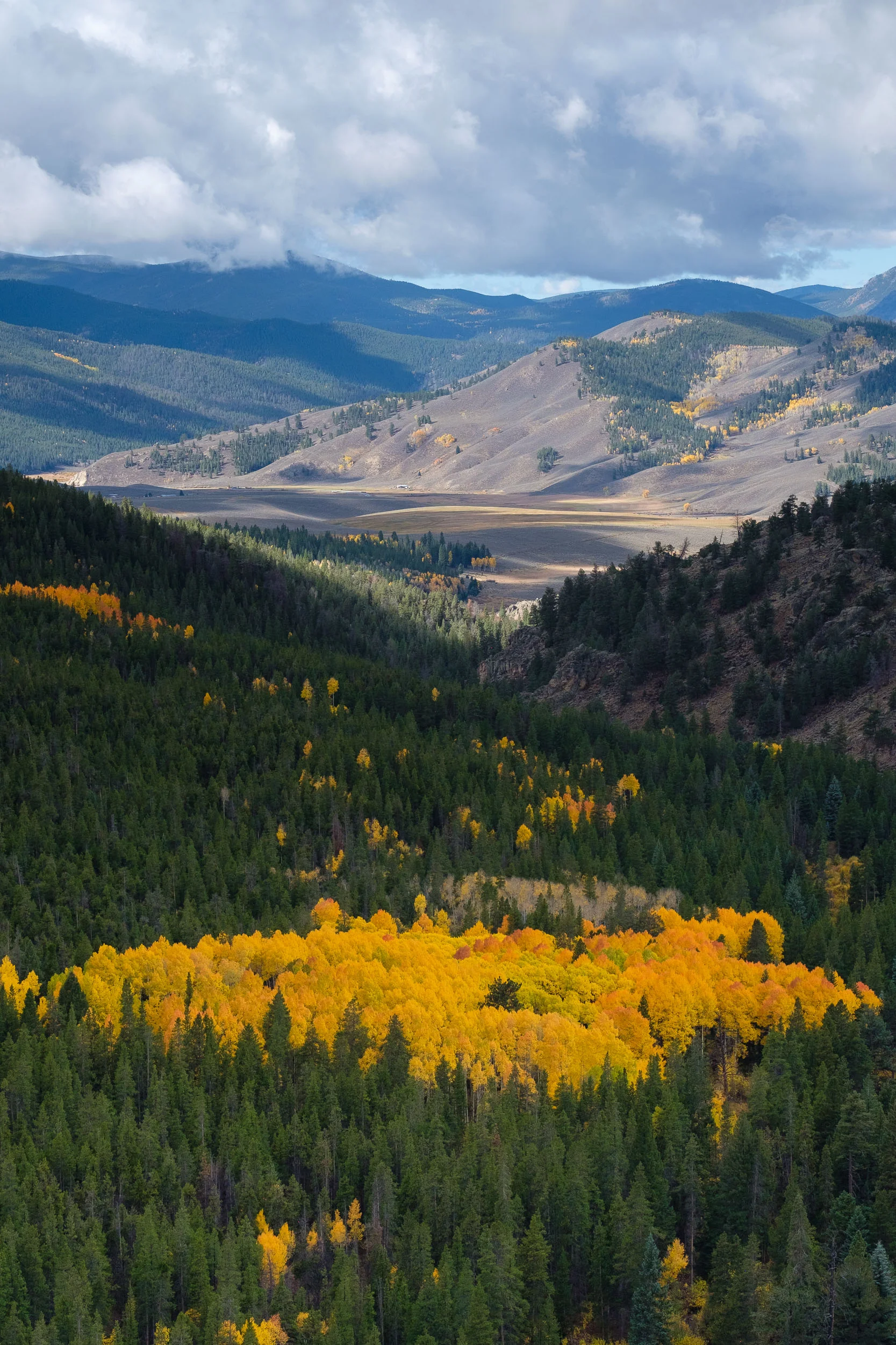A Patch of aspens along the valley below Monarch Pass- Fuji XT2, XF 50-140mm f/2.8 @ 54.1mm