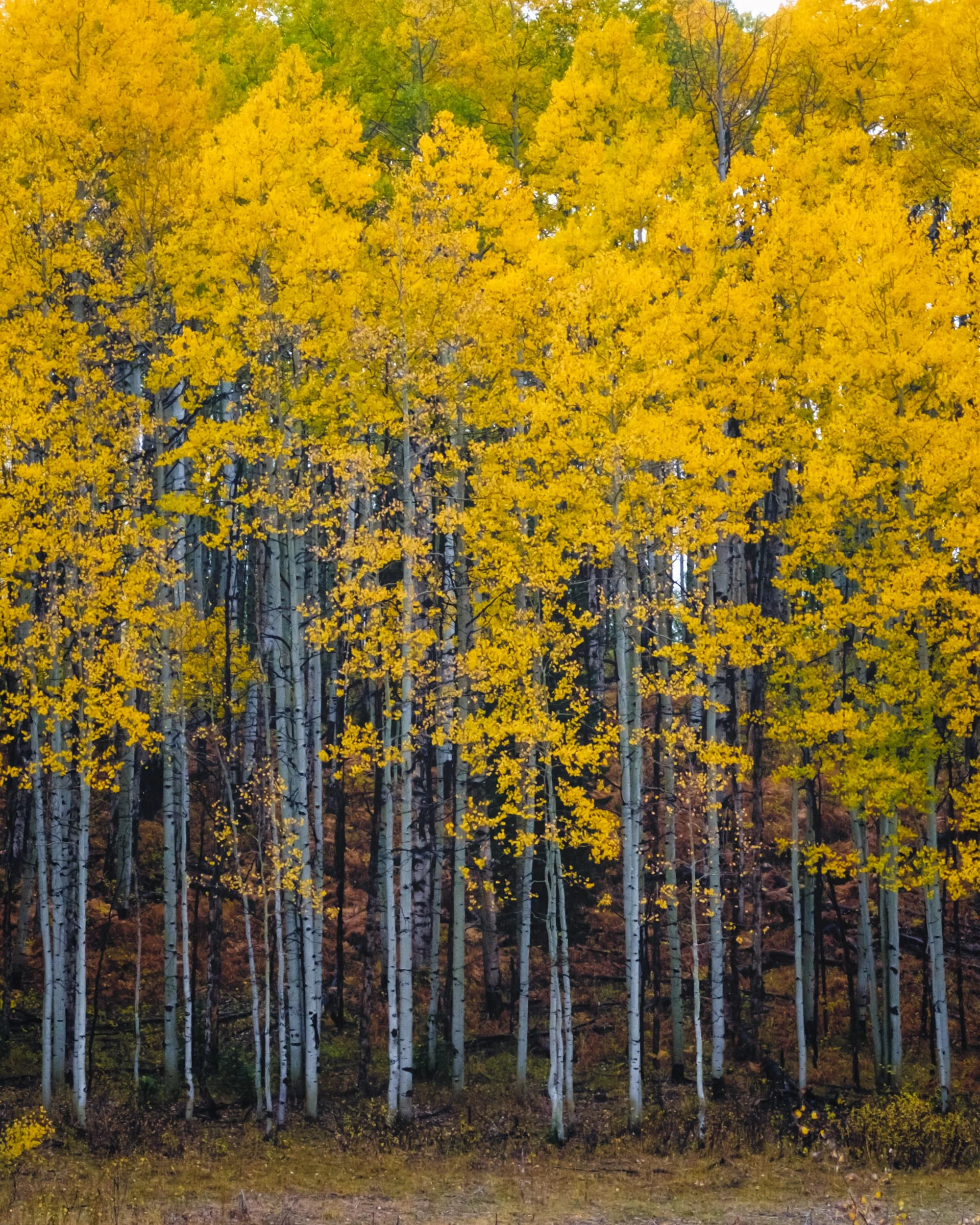 Simple stand of yellow aspens - Fuji XT2, XF35mm f/2 WR