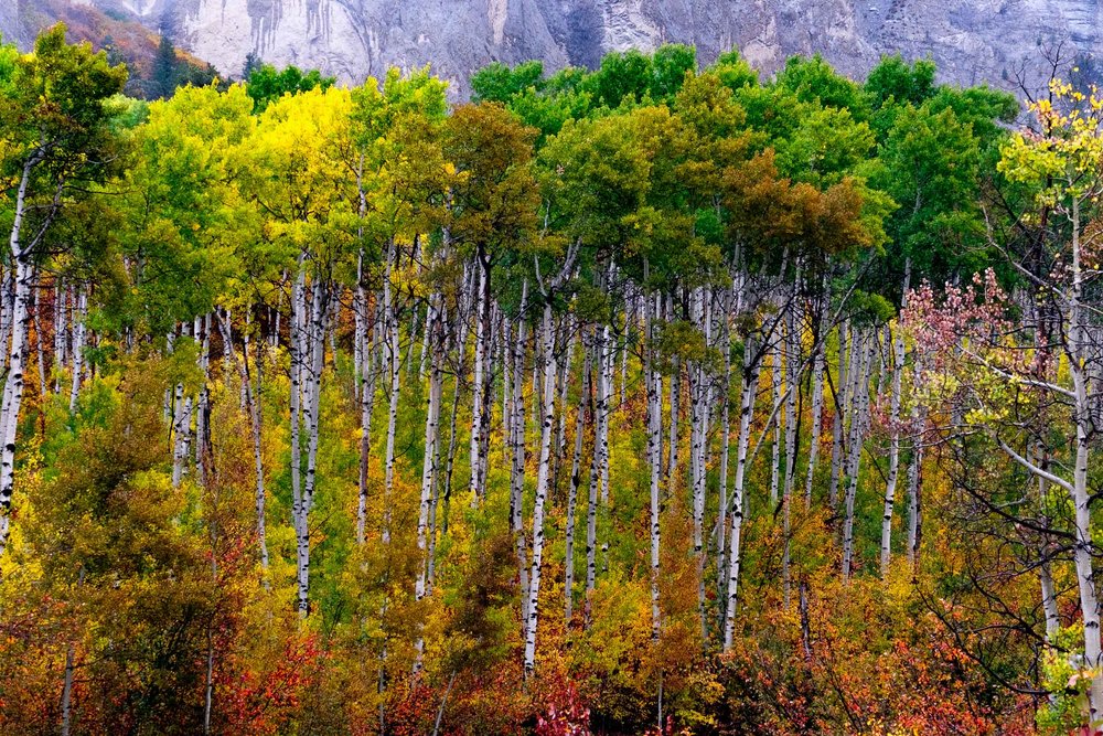  The aspen trees with the whites of their bark and burst of colorful leaves at the top - Fuji XT2, XF 50-140mm f/2.8 @ 61mm 