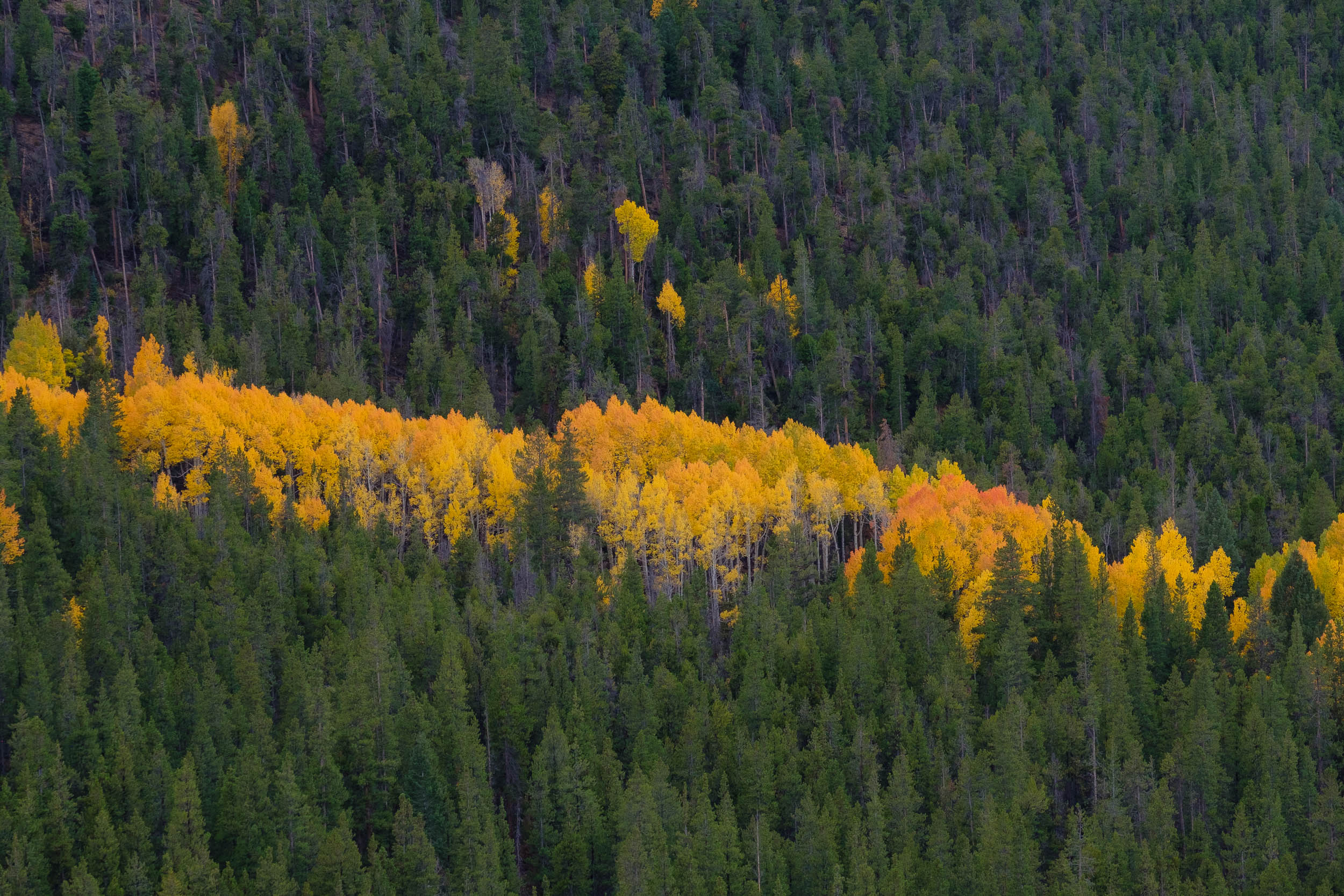  A Streak of aspen color along Monarch Pass - Fuji XT2, XF 50-140mm f/2.8 @ 110.6mm 