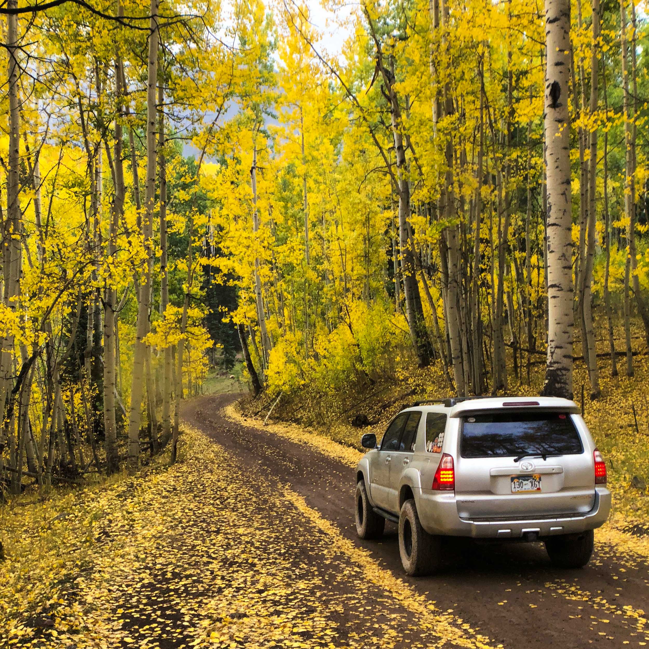  The yellow strips of aspen leaves in the San Juan Mountains - iPhone 8 Plus, Moment Wide Lens 