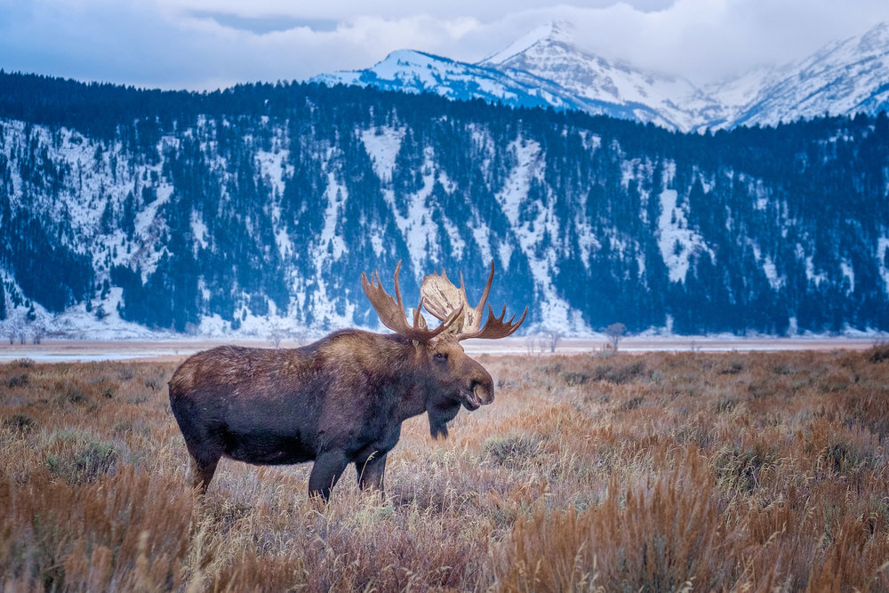  A large bull moose was also on my bucket list to capture on film. I’ve seen male moose before, but they have been very young and didn’t have the horns like this bull. Not only did I see this bull, but it was in a heard of six other bulls along Mille