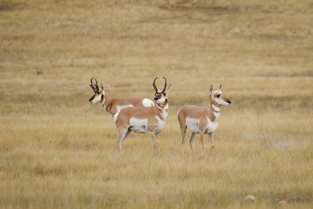  Usually pronghorn antelope are very jittery and will sprint off at when humans come close. I’ve never really been able to capture them so up close and personal. This image was captured in Custer State Park in South Dakota and just saw this large hea