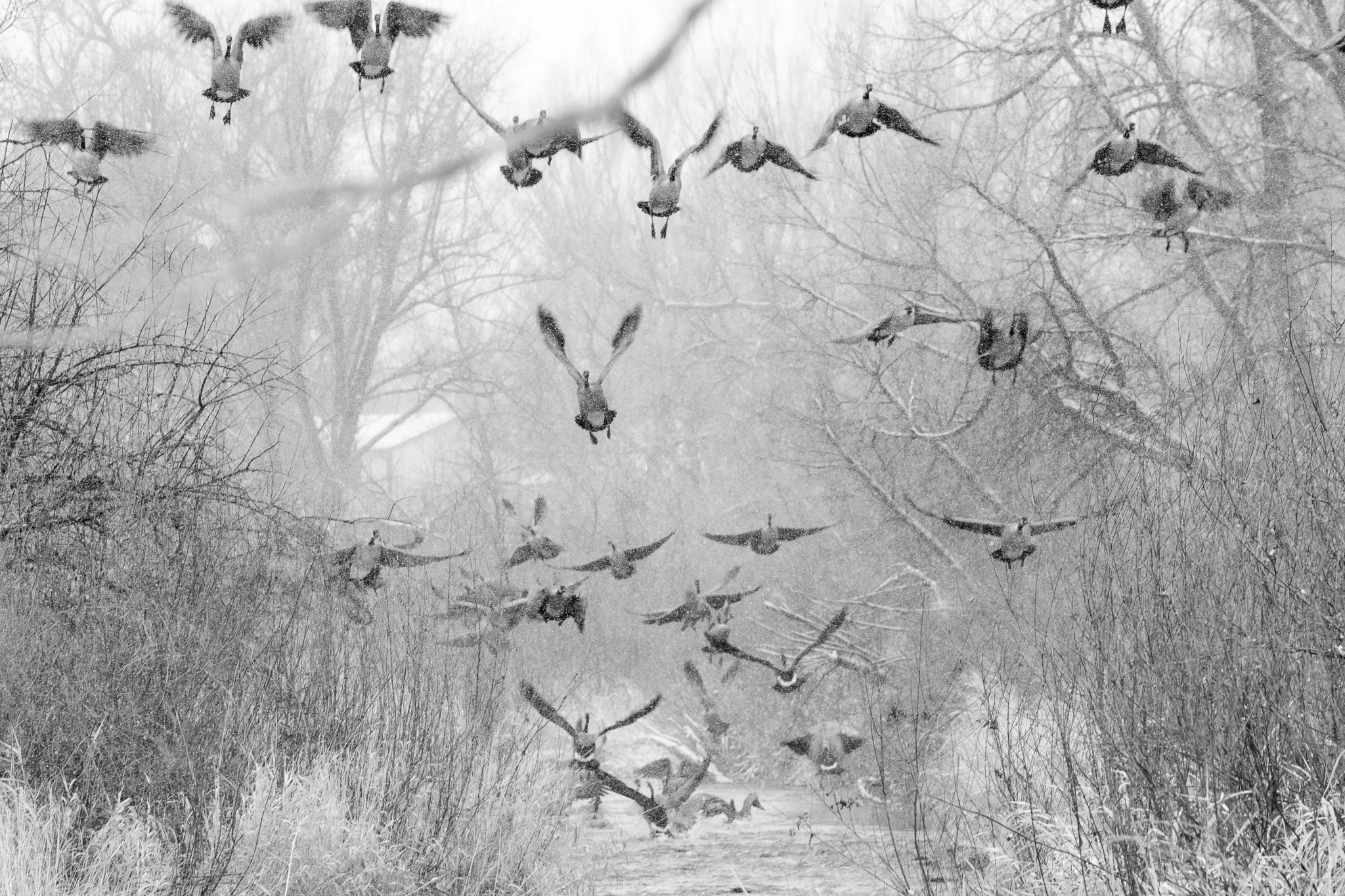 Flying Geese-1.jpg