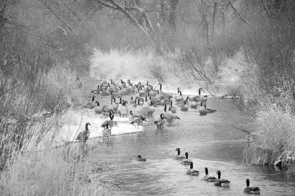 Day 3 - 365 B&W Challenge - I ventured out behind 17 Mile House and found all the geese nessled in the stream, protected by the trees in the area on this cold New Year's Eve Day