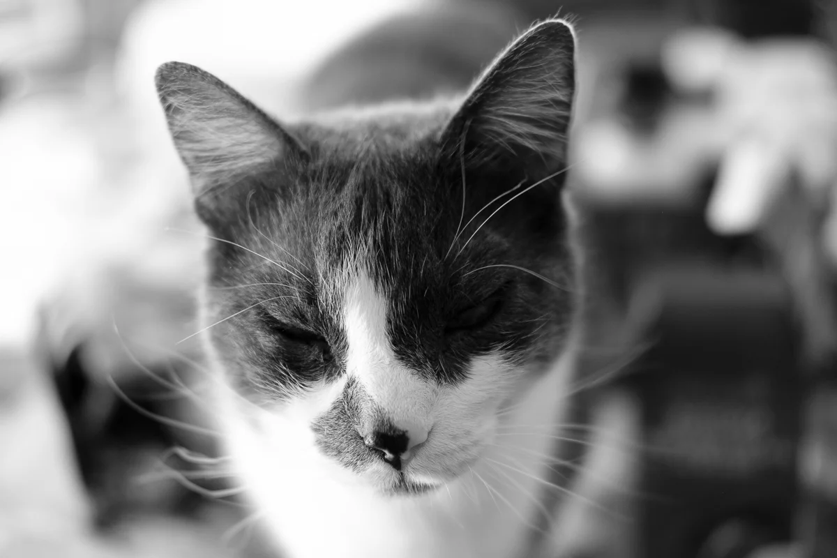 365 Day Black and White Challenge - Day 4 - Zombie - Fuji XT-2, XF 35mm f/2