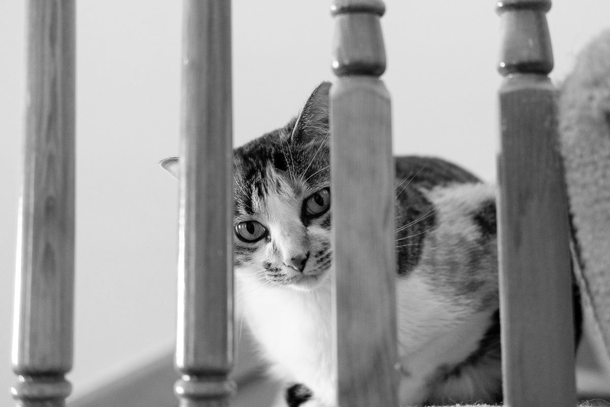 365 Day Black and White Challenge - Day 4 - Gigi - Fuji XT-2, XF 35mm f/2