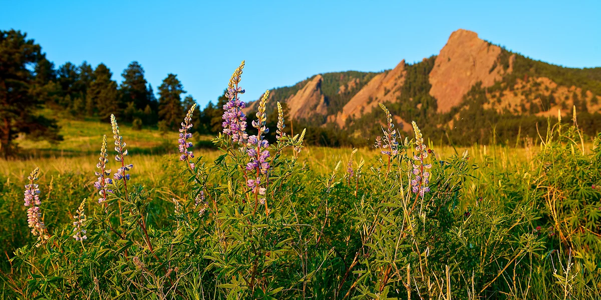 Chautauqua Park at Sunrise - Canon 5D Mark II, EF 24-70mm f/2.8 Lens