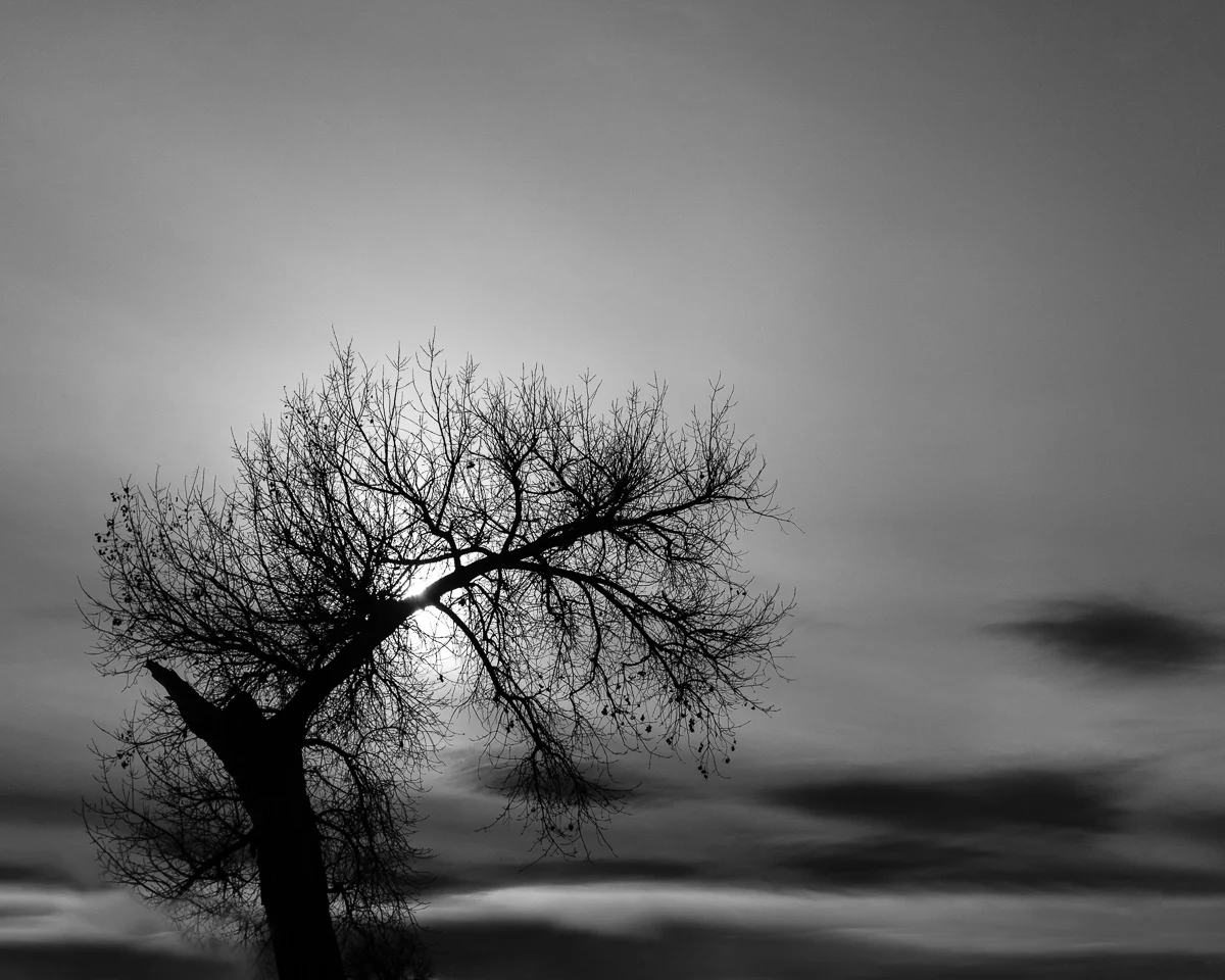 Day 8 - 365 Day B&W Photo Challenge - A cottonwood trees remains victorious over winter as it's backlit by the afternoon sun.- Fuji X100F - Acros R Film Simulation