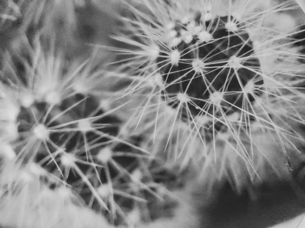 Cactus Macro.jpg