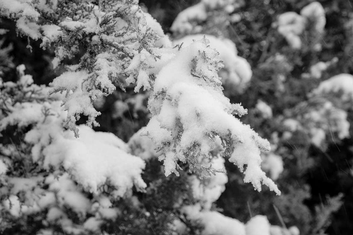 Day 14 - 365 Day B&W Photo Challenge - A Blanket of snow covered the area yesterday - Fuji XT-2, XF 50-140mm f/2.8, Acros R Film Simulation