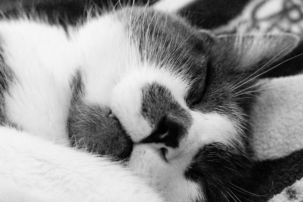 Day 19 - 365 Day B&W Photo Challenge - The whiskers of one of our cats, Zombie, while he was sleeping. Fuji XT2, XF56mm f/1.2 with MCEX 11mm extension tube, Acros Film Simulation, ISO 12800.