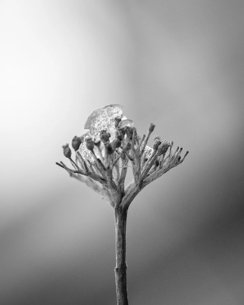 Day 21 - 365 B&W Photo Challenge - Buds on a tree have been frozen with frost from the winter storm - Fuji XT2, XF90mm f/2 w/ MCEX-11 Extension Tube