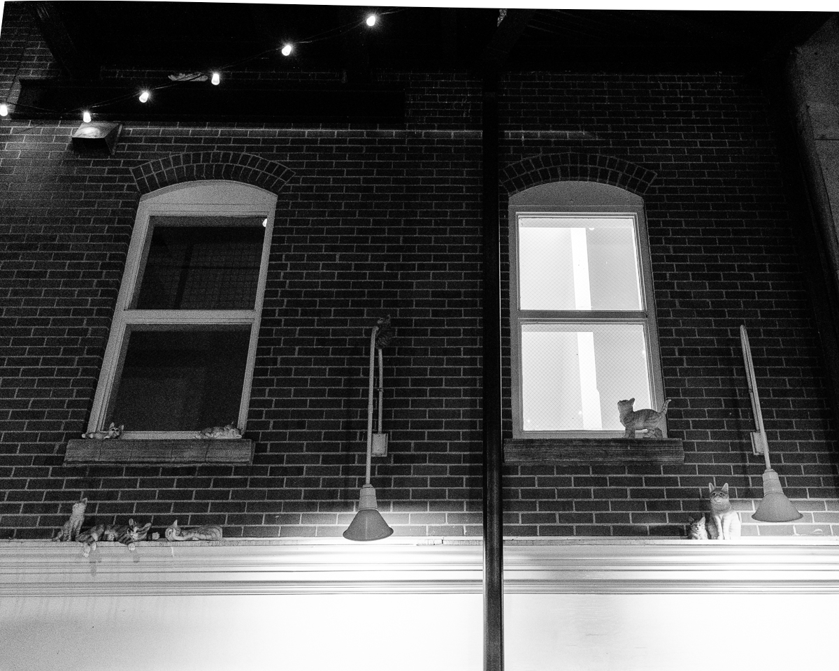 The cats (fake) on the ledge above the alley way behind Larimer Square