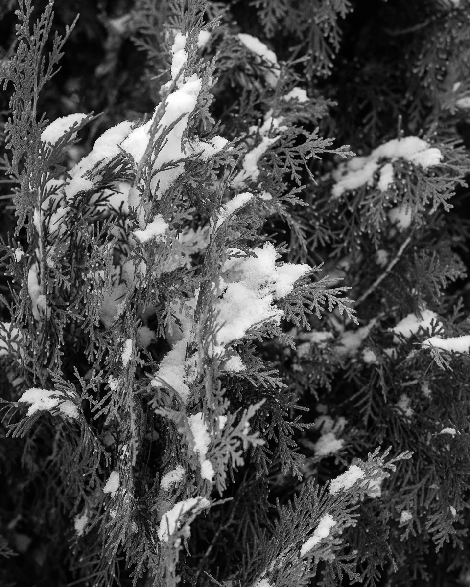 Day 27 - 365 Day B&W Photo Challenge - Snow Covered Juniper Tree - Fuji XT-3, XF 35mm f/2, Acros R Film Simulation