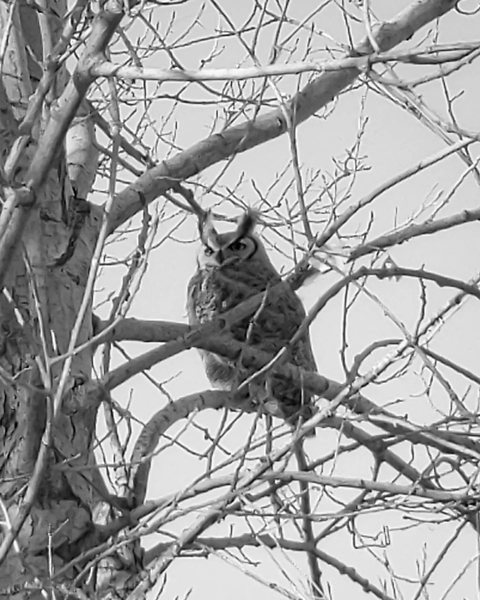 Day 42 - 365 Day B&W Photo Challenge - Great Horned Owl, Google Pixel 3, Moment Tele Lens 58mm, Lightroom Mobile
