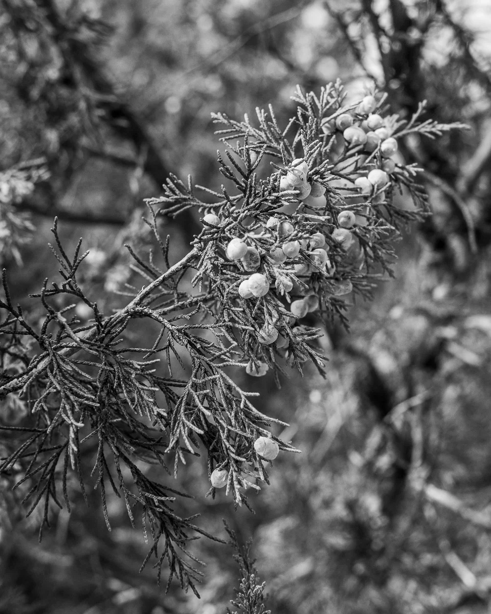 Day 46 - 365 Day B&W Photo Challenge - Juniper Berries- Fuji XT3, XF35mm f/2, Acros R Film Simulation