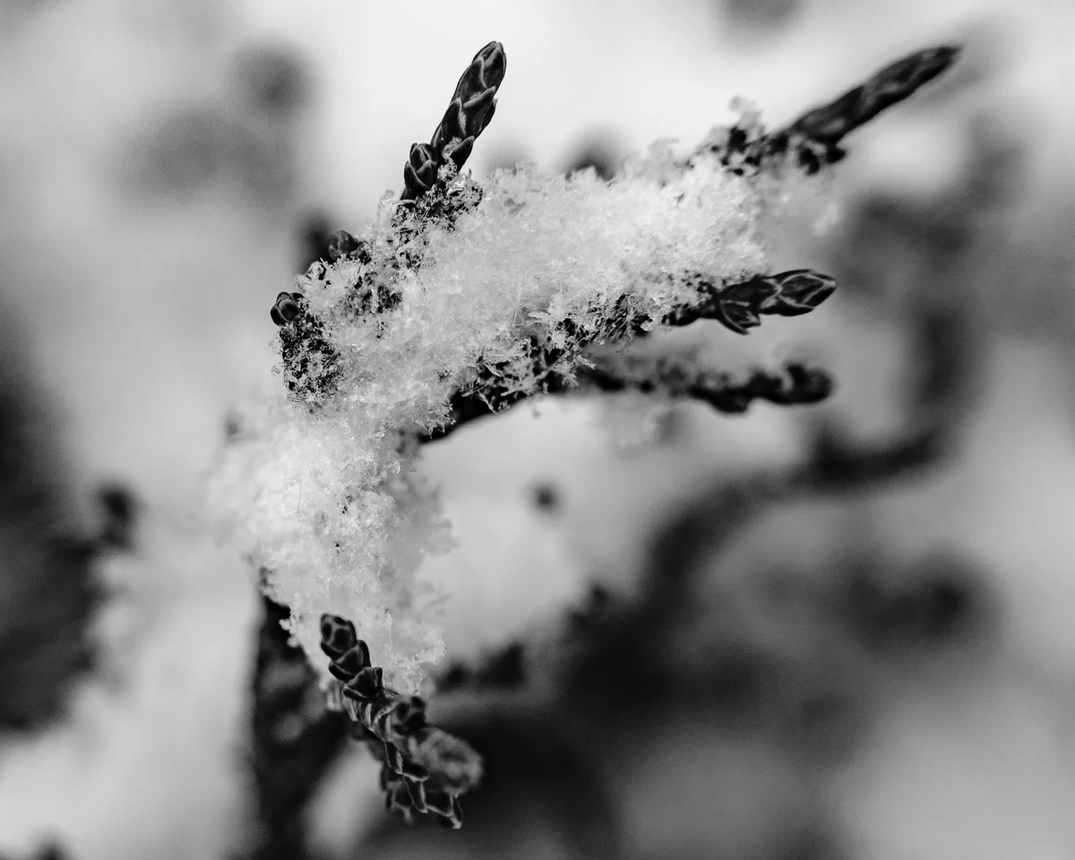 Day 50 - 365 Day B&W Photo Challenge - Macro of fresh snow on a Juniper Tree - Fuji XT-3, XF35mm f/2, MCEX-11 Extension Tube, Acros R Film Simulation