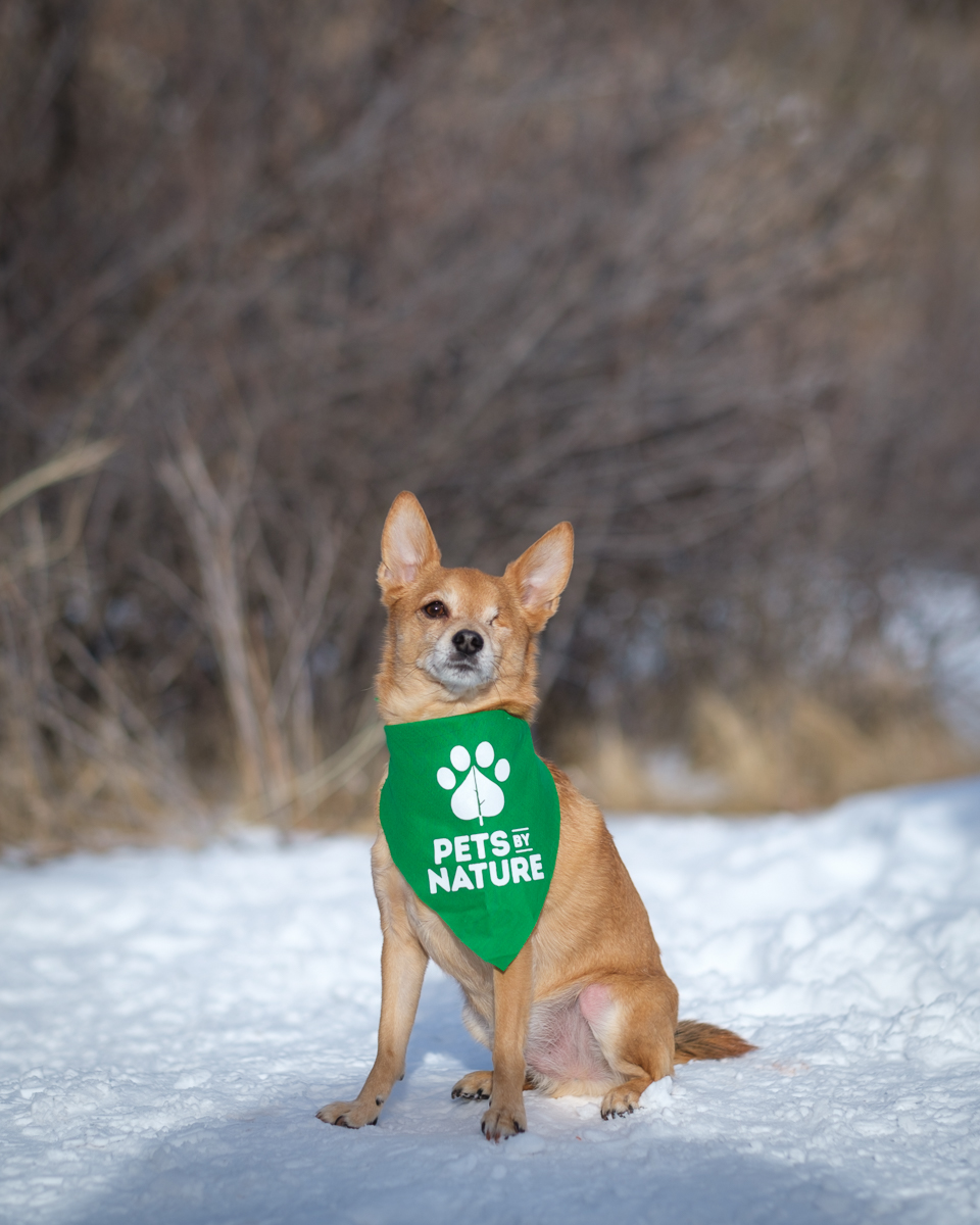  Simba sporting the Pets By Nature scarf! 