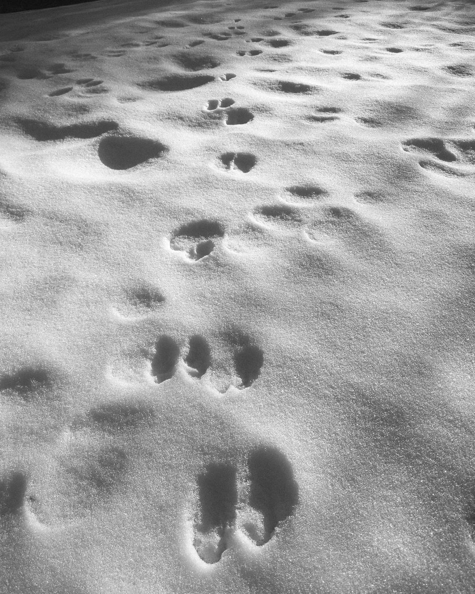 Google Pixel 3, Moment 58mm Tele Lens, VSCO Film - HP5 Pushed +1