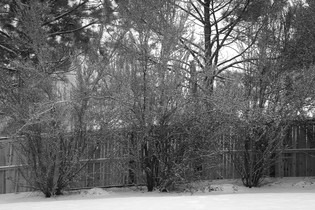 Day 56 - 365 Day B&W Photo Challenge - Long exposure of snowfall in my backyard. 20 Second Exposure. - Fuji XT-3, XF 35mm f/2, Acros R Fim Simulation