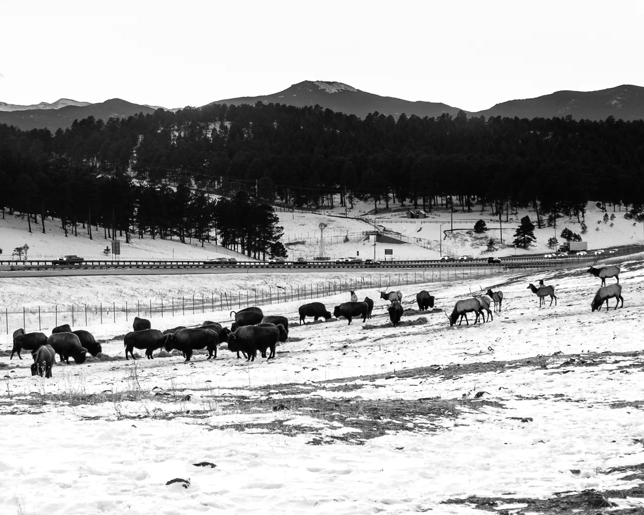 Day 58 - 365 Day B&W Photo Challenge - Bison and Elk grazing at the Genesee Park as the traffic races past into Denver along I-70 - Fuji X100F, Acros R Film Simulation