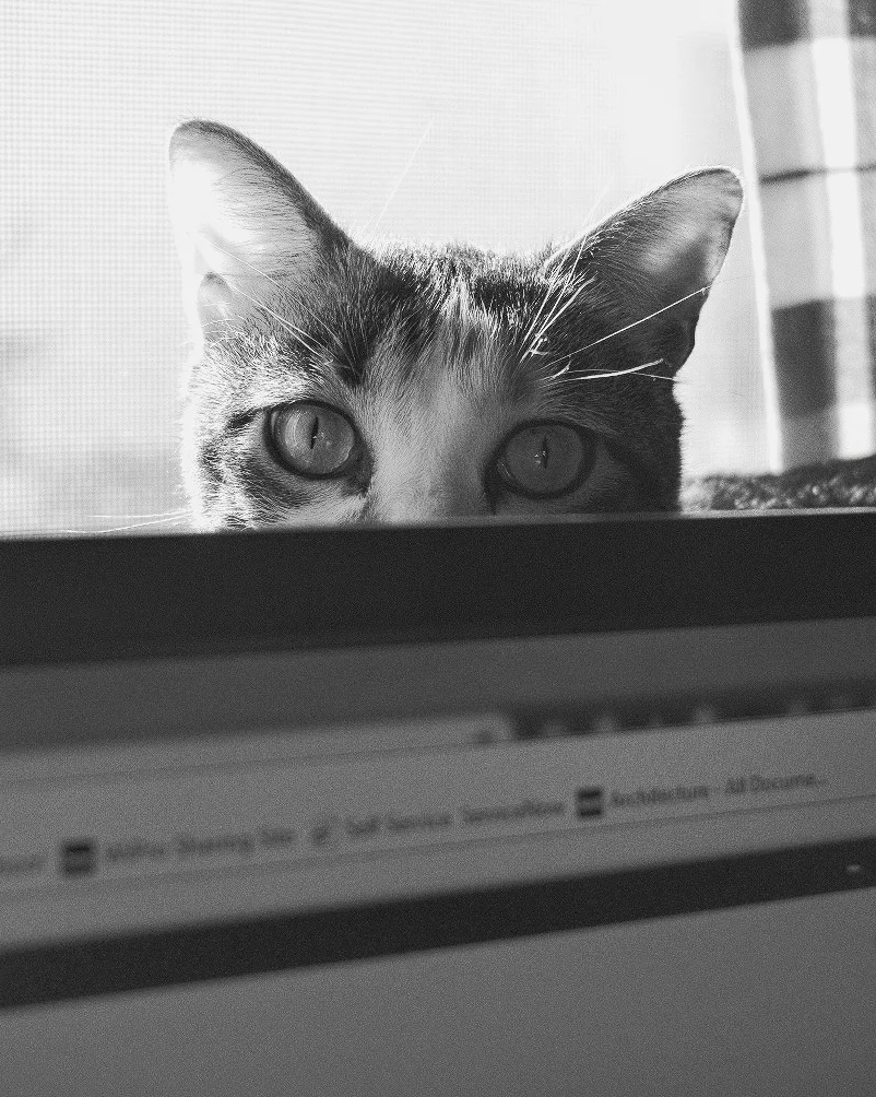 Day 63- 365 Day B&W Photo Challenge - Gigi playing peekaboo over my computer monitor - Fuji XT23 XF 35mm f/2, Acros R Film Simulation