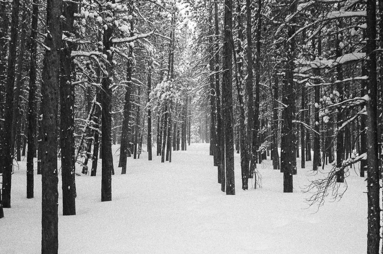 Fresh virgin snow covers the Boulder Brook Trail
