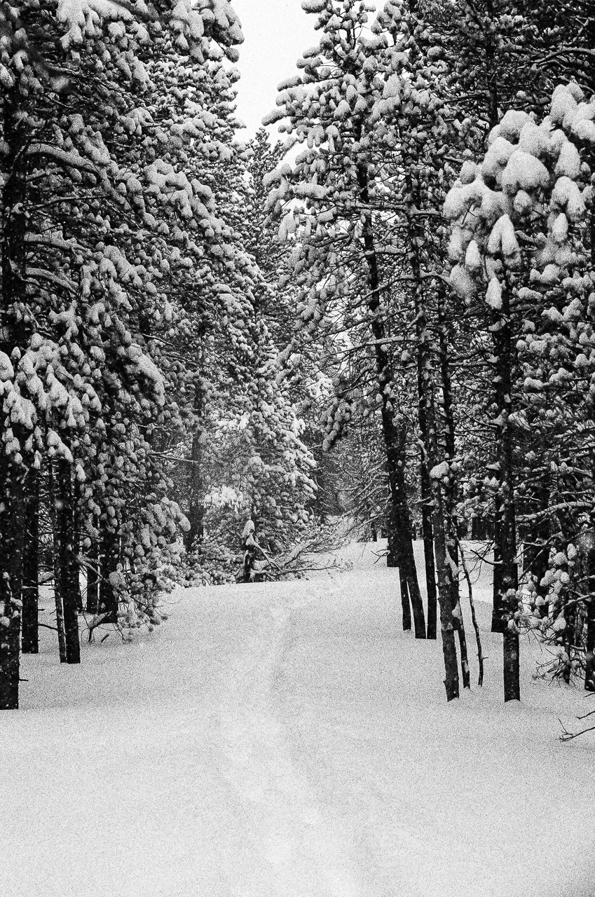 New tracks in the fresh snow