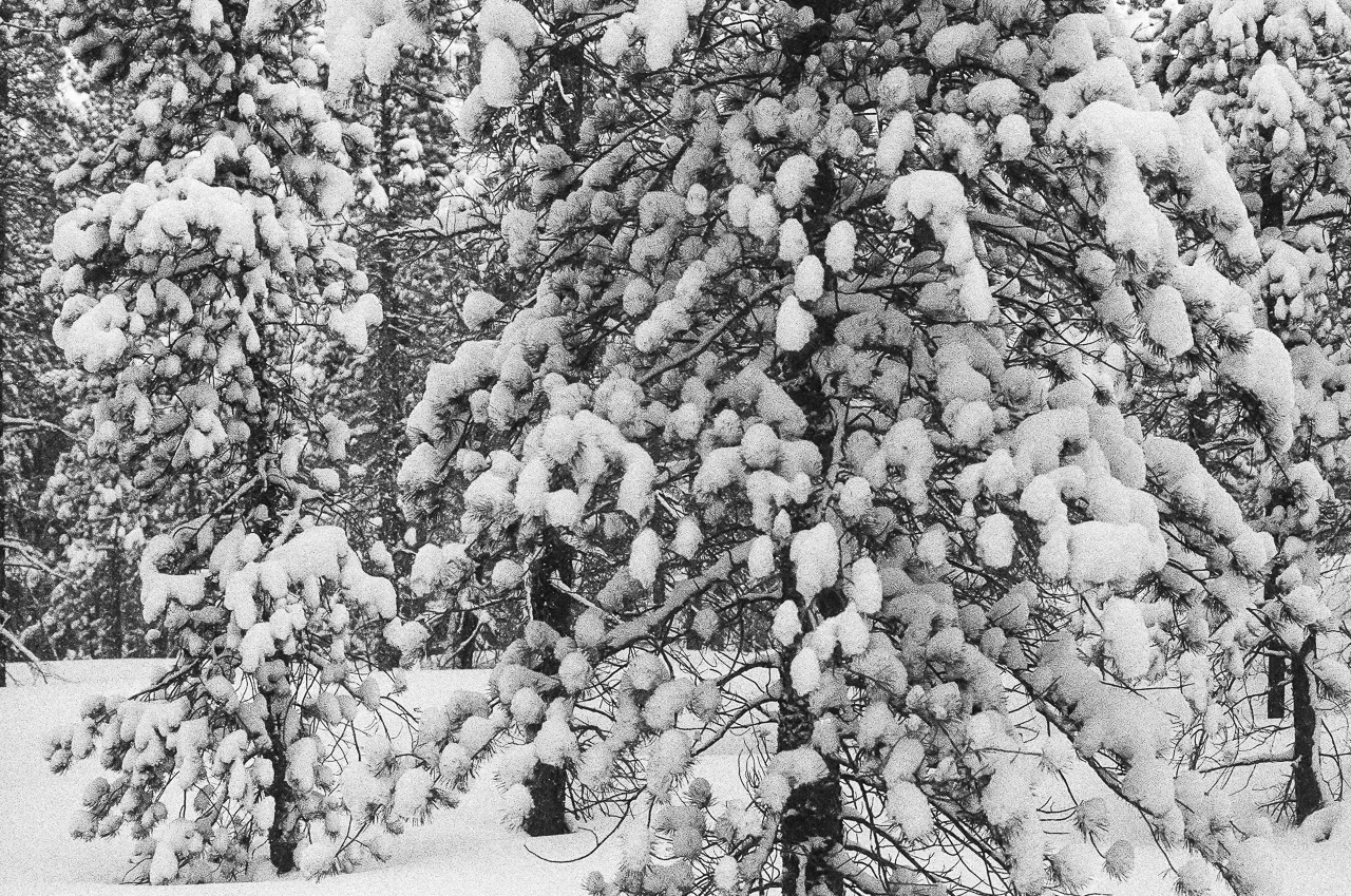 Puffy fresh powder on the trees