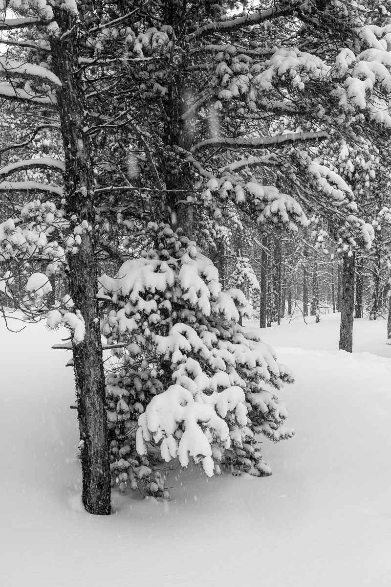 Branches of Snow.jpg