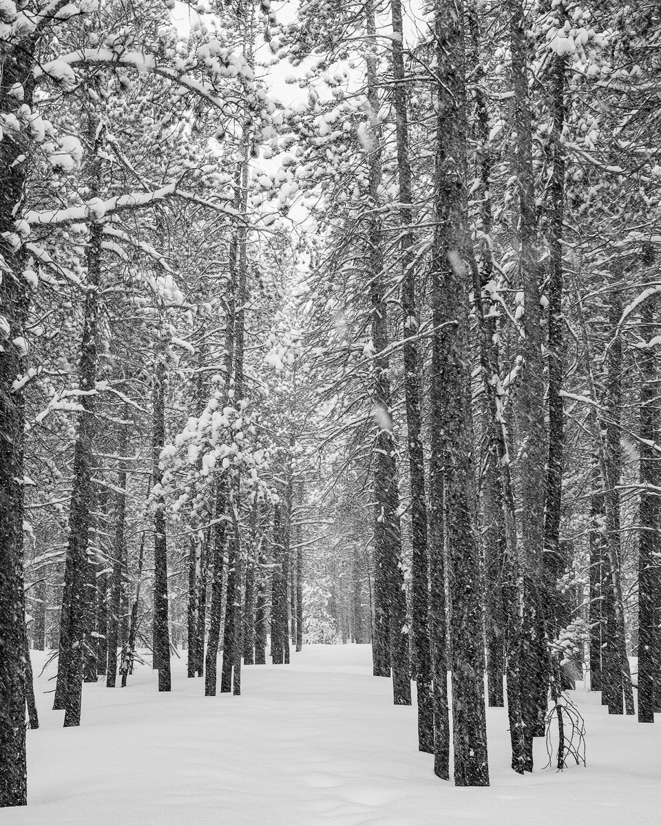 Snow Boulder Brook Trail.jpg