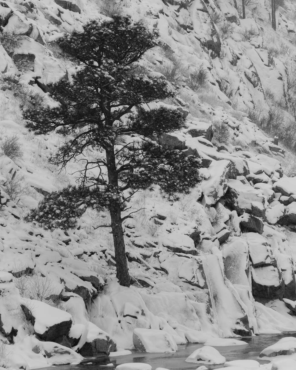  Pine Tree grows along the canyon walls near the banks of the Big Thompson River. 