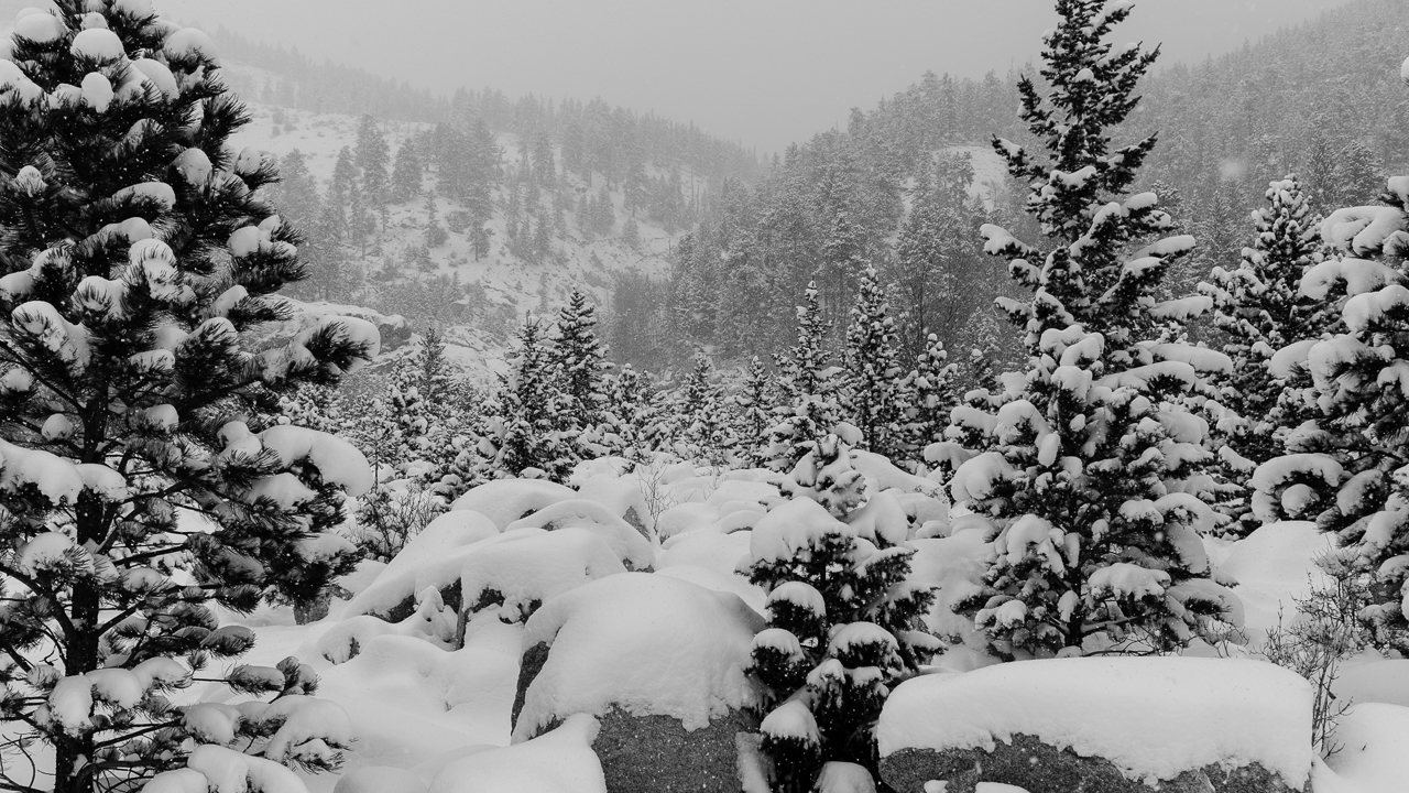  A snow storm covers the rocks and the trees at Alluvial Fan in Rocky Mountain Natiional Park. 