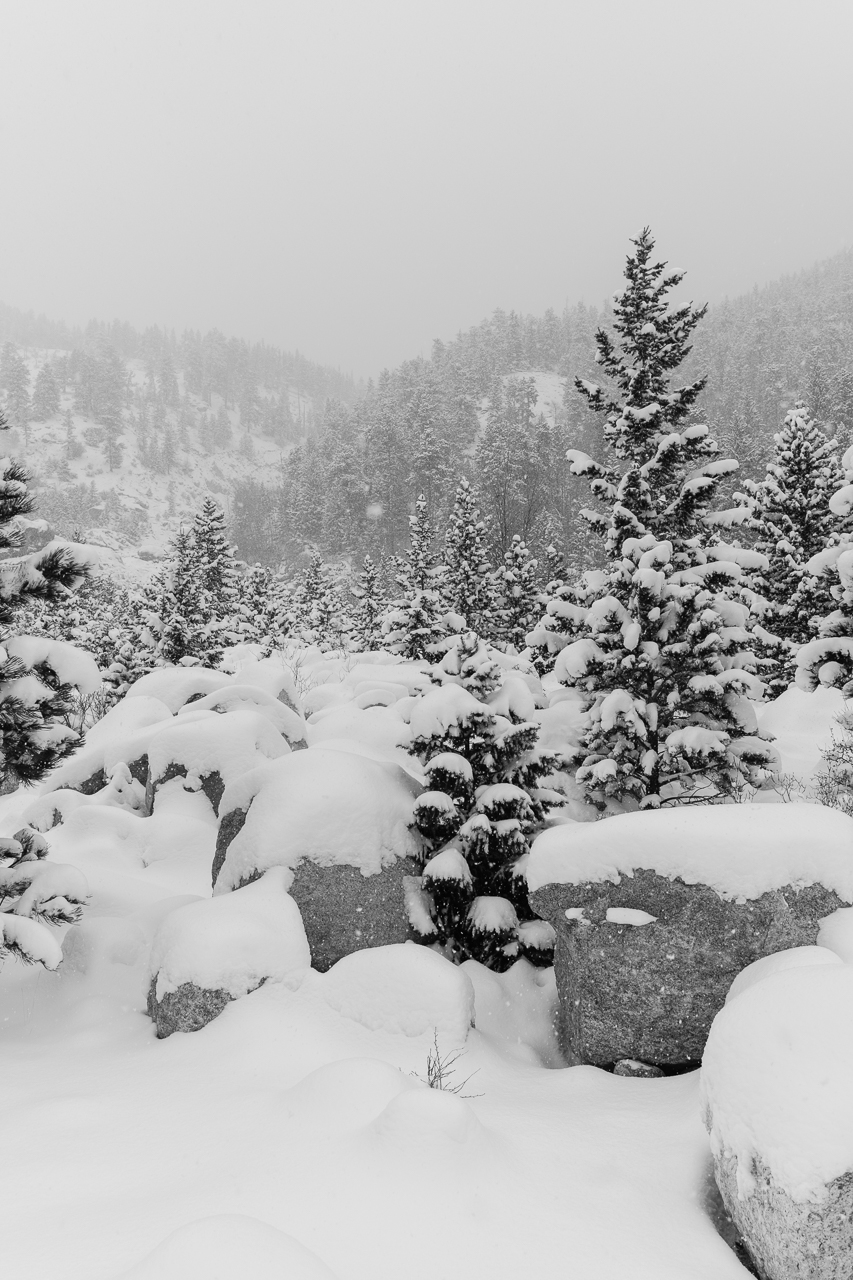  The snow covered trees and rocks at Alluvial Fan in Rocky Mountain National Park 