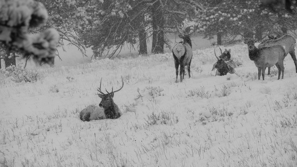 Elk Herd