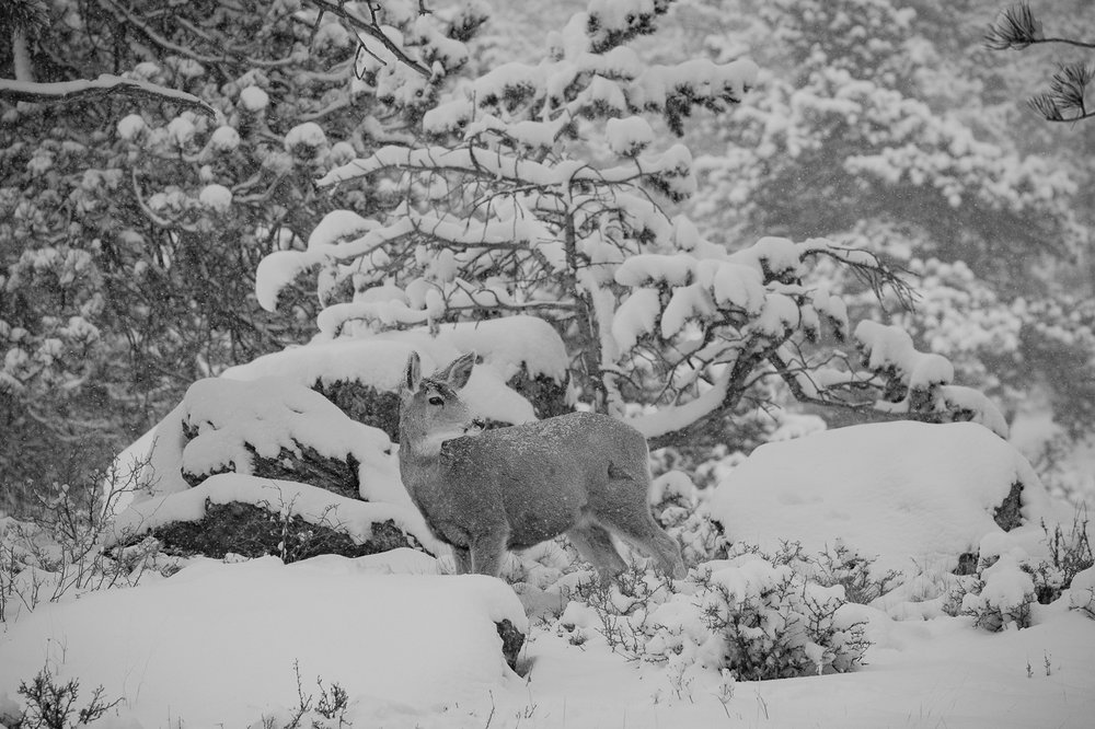  Snow covers the nose of a Mule Deer during a storm in Rocky Moutain National Park 